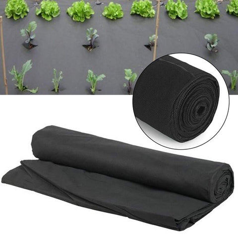Wideskall plant cover along patio edge reduces erosion and keeps surfaces cleaner.