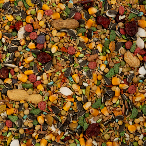 Wild Harvest Advanced Nutrition Parrot Grains Bowl emphasizes chewy textures and nutrition balance