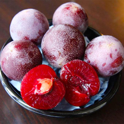 Wild Plum Tree Seeds landscape view with ornamental blossoms and shade.