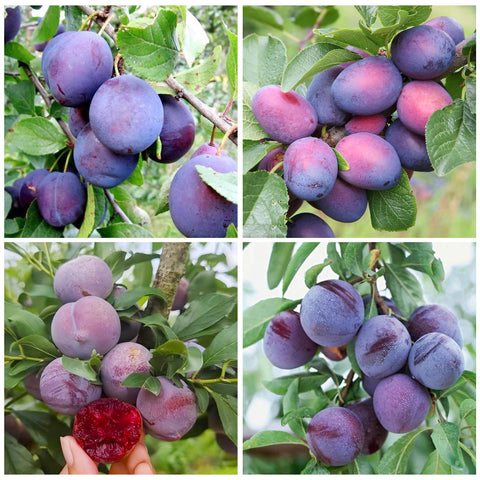 Wild Plum Tree Seeds pack shot showing home orchard potential and tasty fruit.