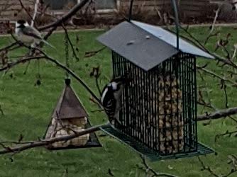 Wildlife Sciences Songbird Treats birds feeding in a garden setting