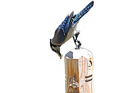 Birds feeding on Wildlife Sciences suet plugs, including chickadees