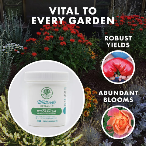 Wildroot Organic blend may boost drought resilience and plant growth.