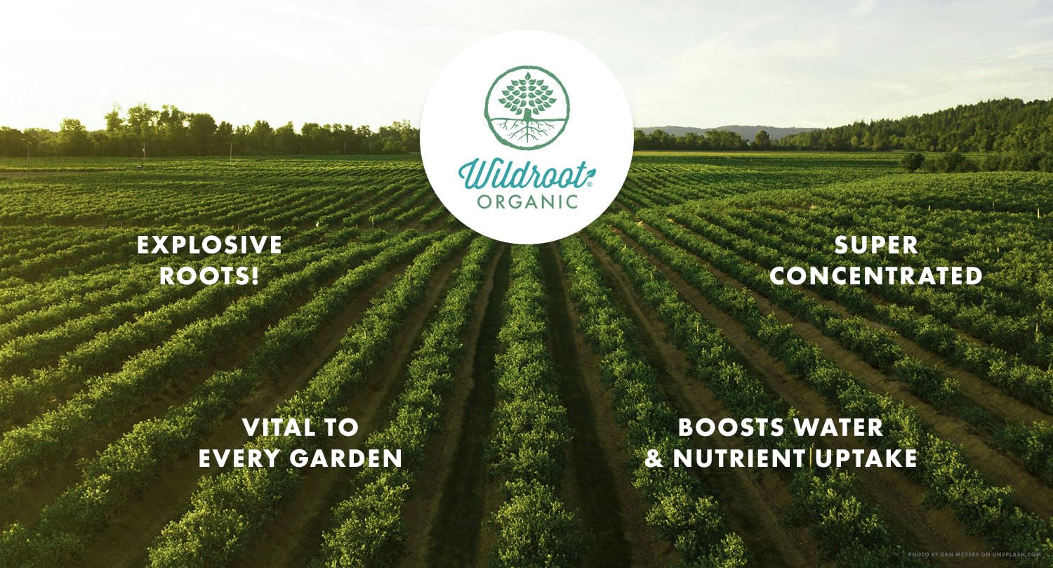 Wildroot Organic lawn scene showing broader coverage and turf vitality.