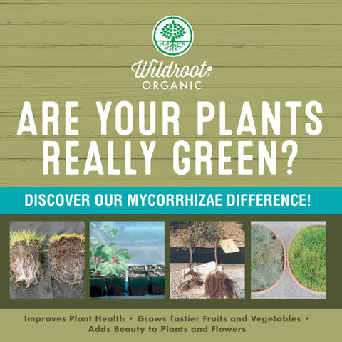 Wildroot Organic mycorrhizae in soil promotes beneficial microbes and nutrient exchange.