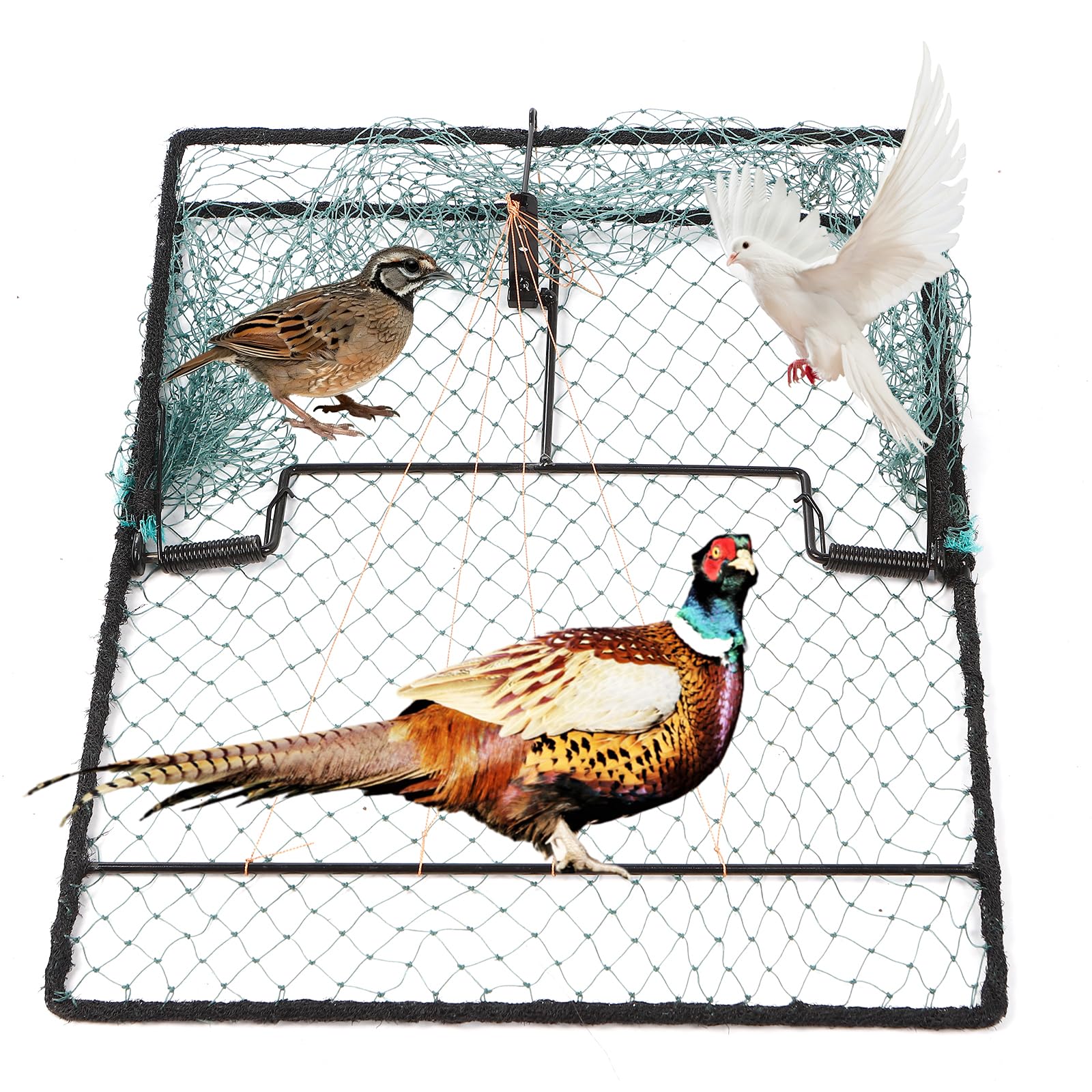 WillMesh humane pigeon trap with open 15-7x19 inch design for safe captures