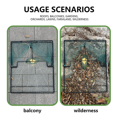 WillMesh humane pigeon trap in-use catching birds safely without harm