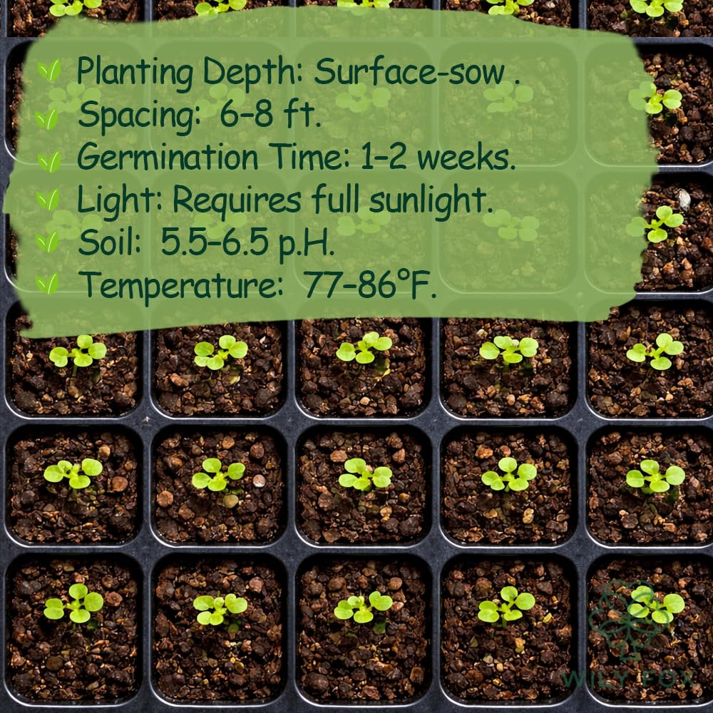 Wily Fox seeds enable a backyard tropical corner with edible plants.