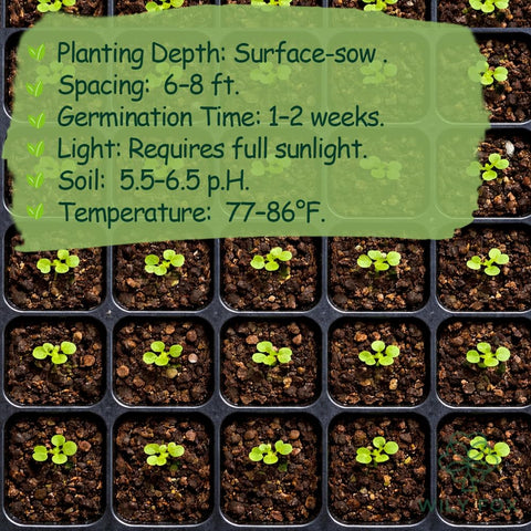 Wily Fox seeds enable a backyard tropical corner with edible plants.