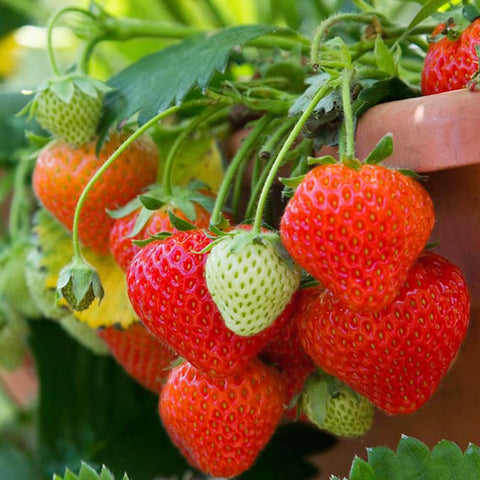 Wily Fox balcony strawberry plants thriving in urban garden.