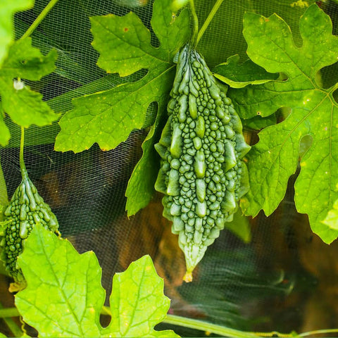 Wily Fox Bitter Gourd seeds promote vigorous vines on a trellis.
