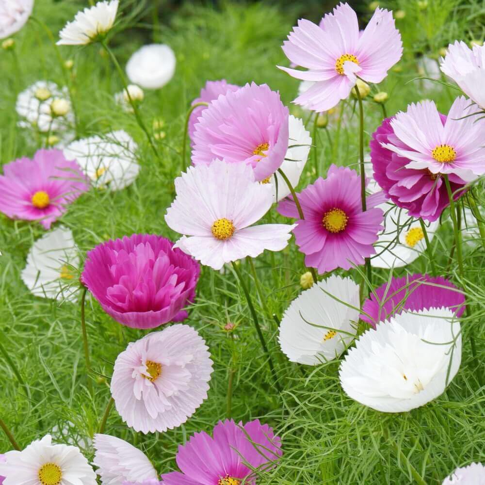 Wily Fox Heirloom cosmos create vivid borders and long-lasting cut arrangements.