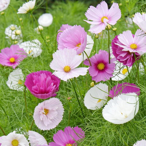 Wily Fox Heirloom cosmos create vivid borders and long-lasting cut arrangements.