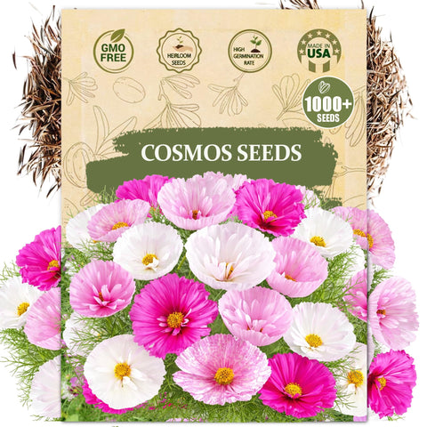 Wily Fox Cosmos seeds with giant double-petal blooms for dramatic borders.