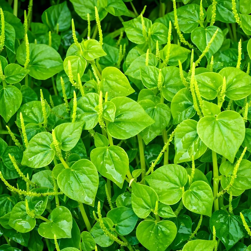 Wily Fox Crab Claw leaves ready for raw salad