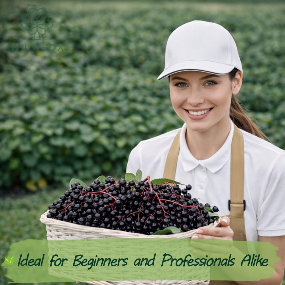 Wily Fox elderberry seeds instruction card guiding germination for beginners