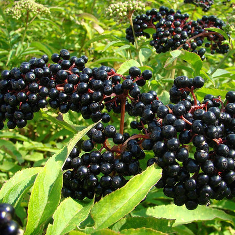 Wily Fox elderberry seeds storage tips for longevity