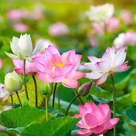 Gift-ready lotus seeds pack from Wily Fox for plant lovers
