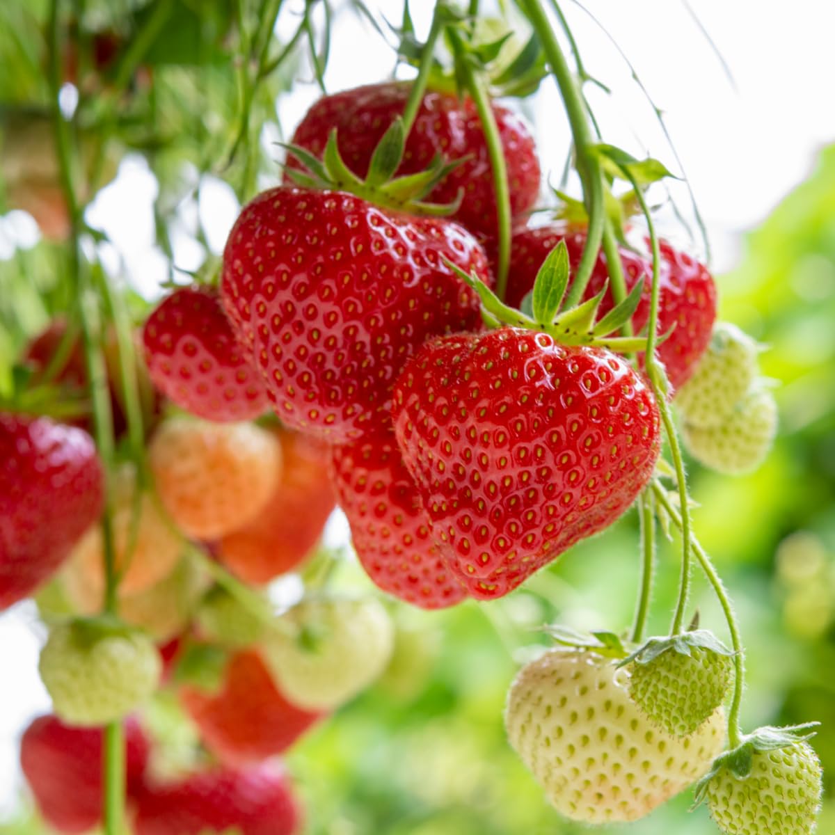 Wily Fox 300 premium seeds promise an abundant home harvest.