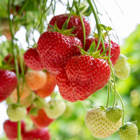 Wily Fox 300 premium seeds promise an abundant home harvest.