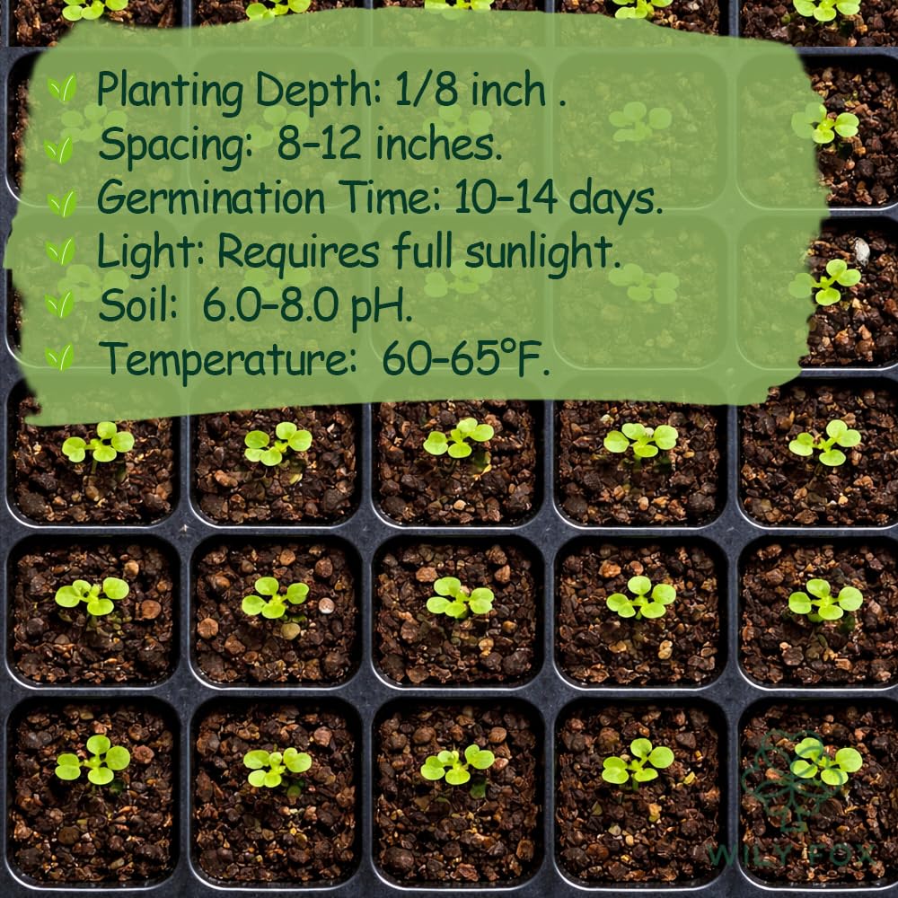 Wily Fox Heirloom Nigella seeds ideal for dried arrangements.