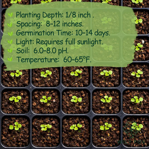Wily Fox Heirloom Nigella seeds ideal for dried arrangements.