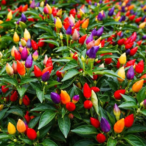 Wily Fox heirloom multicolor pepper seeds sprouting in a garden
