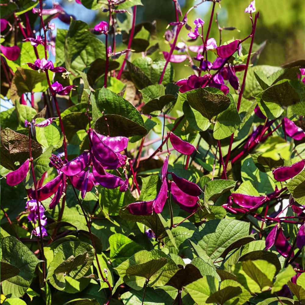 Wily Fox heirloom seed package shows 10+ seeds for gardening projects and gifting.