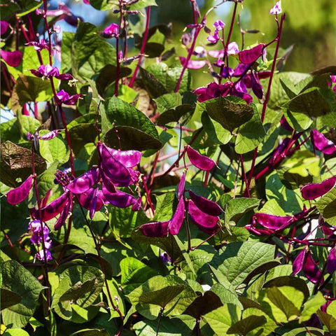 Wily Fox heirloom seed package shows 10+ seeds for gardening projects and gifting.