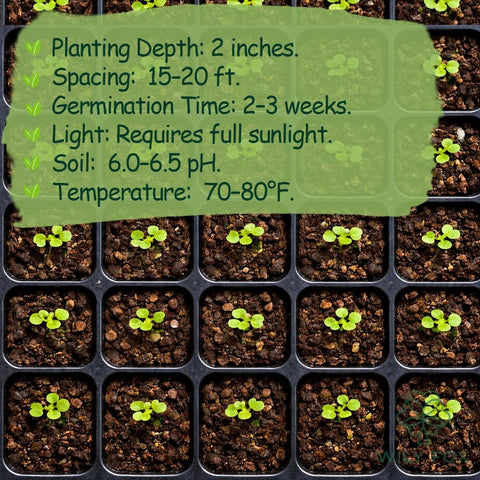 Wily Fox heirloom seeds gift for gardeners and seed starters.