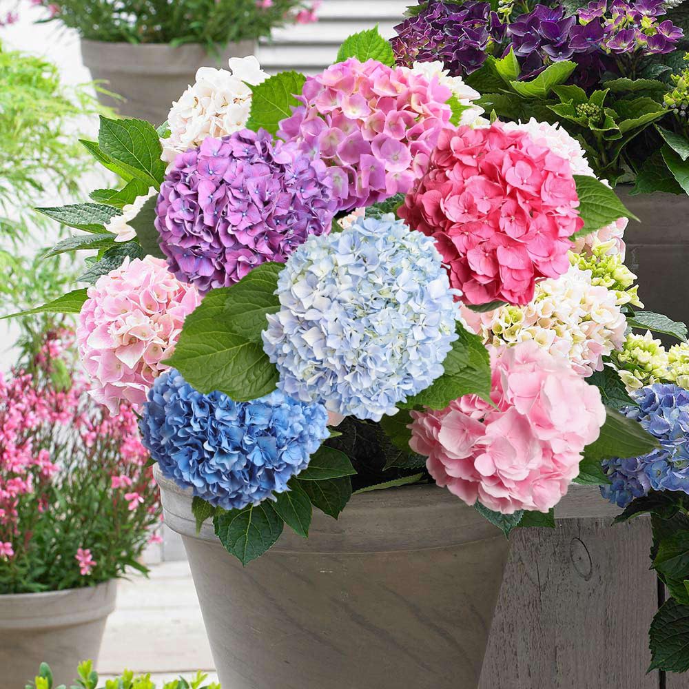 Wily Fox Hydrangea seeds bloom potential with showy clusters over time.