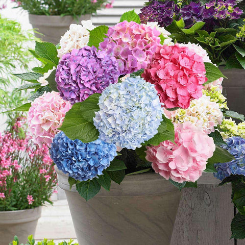 Wily Fox Hydrangea seeds bloom potential with showy clusters over time.