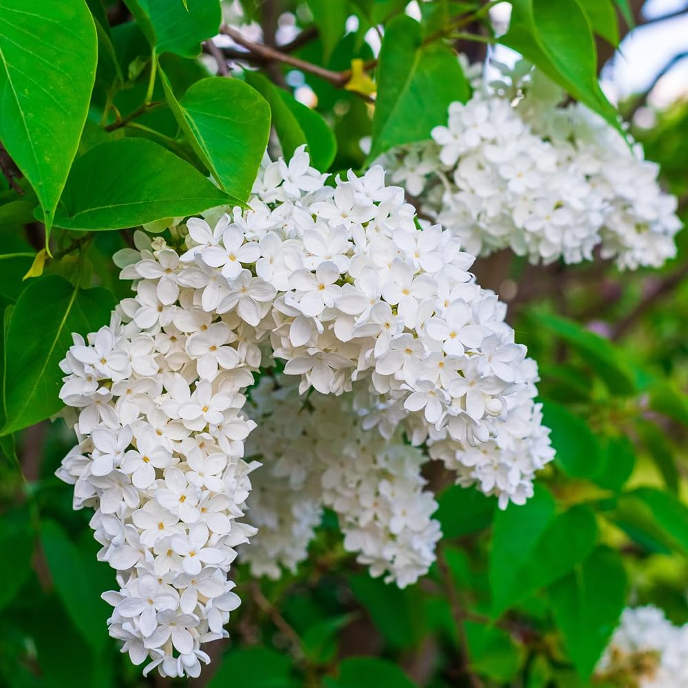 Wily Fox lilac seeds for planting with cut-flower display ideas.