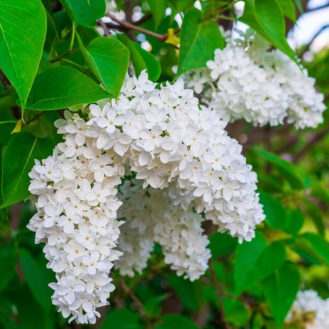 Wily Fox lilac seeds for planting with cut-flower display ideas.