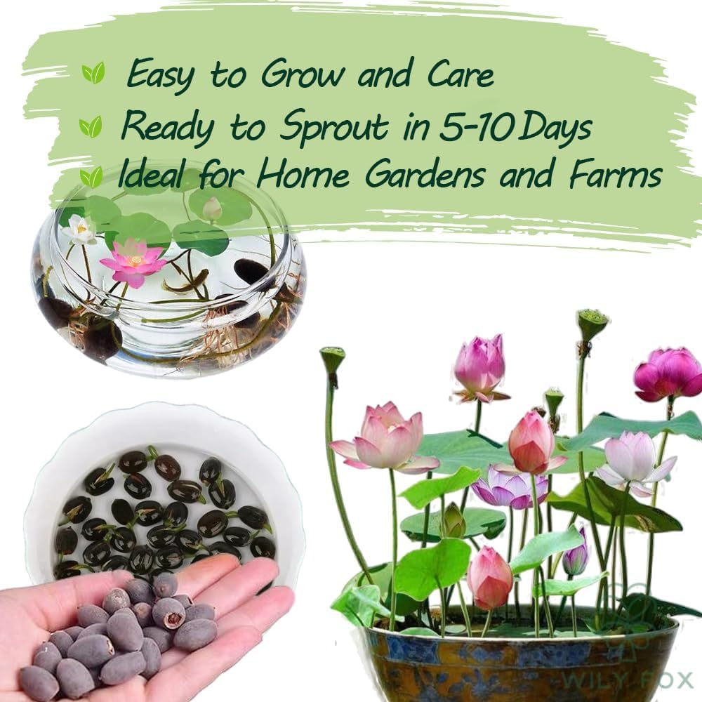 Lotus garden pond display featuring Wily Fox seeds