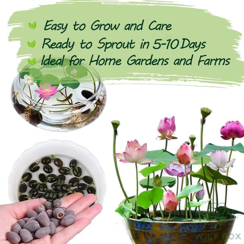 Lotus garden pond display featuring Wily Fox seeds
