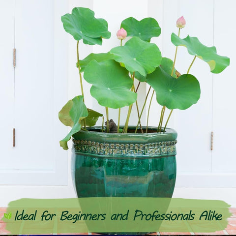 Germination-ready lotus seeds from Wily Fox for pond planting