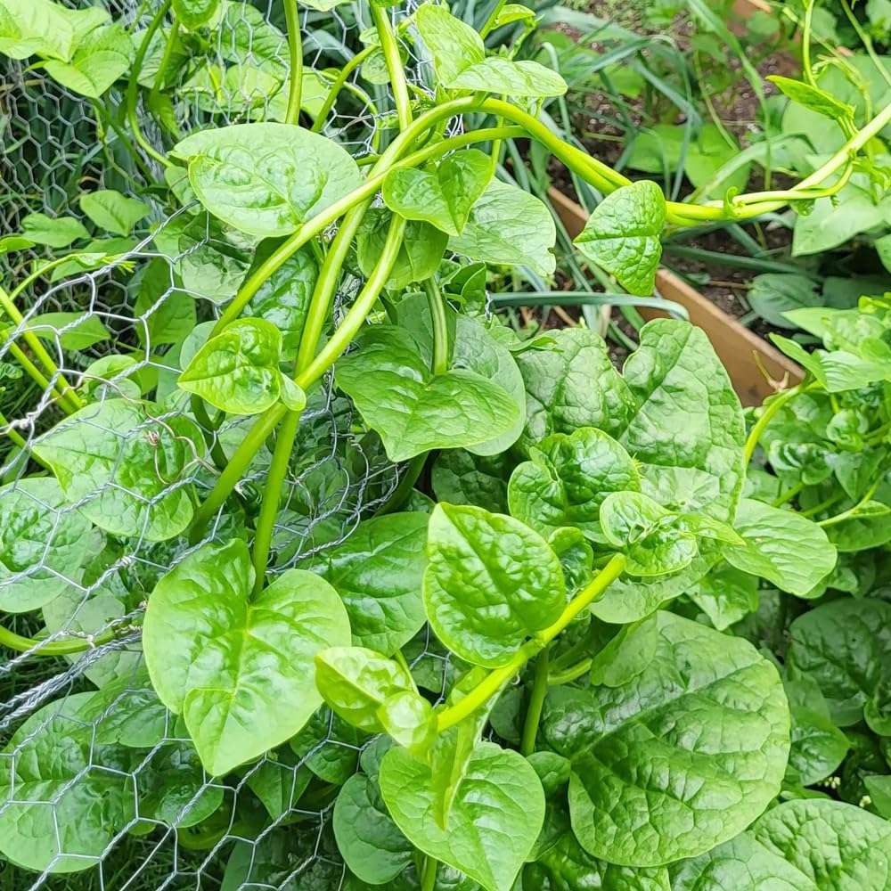 Wily Fox Malabar spinach climbing on trellis for vertical gardening.