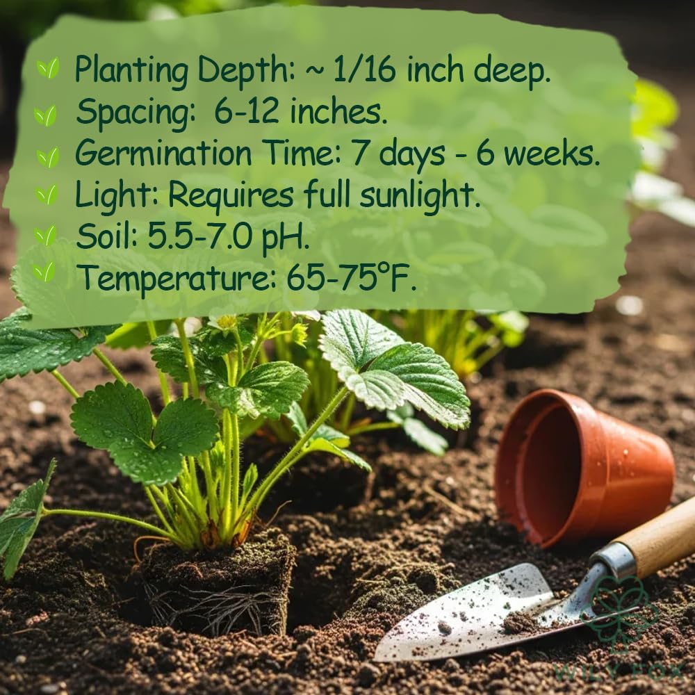 Wily Fox Non-GMO heirloom seeds ready to grow extra big berries.
