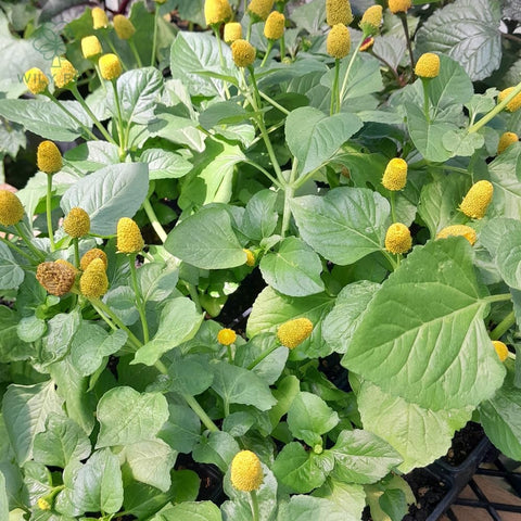 Wily Fox ornamental herb border featuring buzz button, decorative and low maintenance.