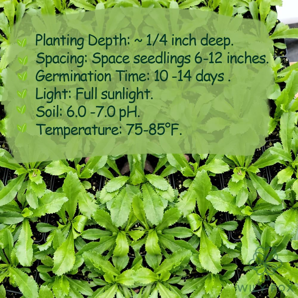 Wily Fox Premium Culantro Seeds soil view emphasizing easy germination conditions.