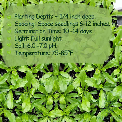 Wily Fox Premium Culantro Seeds soil view emphasizing easy germination conditions.