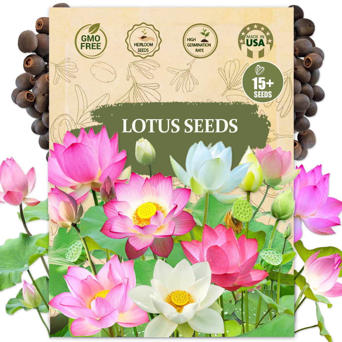 Wily Fox premium lotus seeds pre-cut for easy germination in a bonsai setup