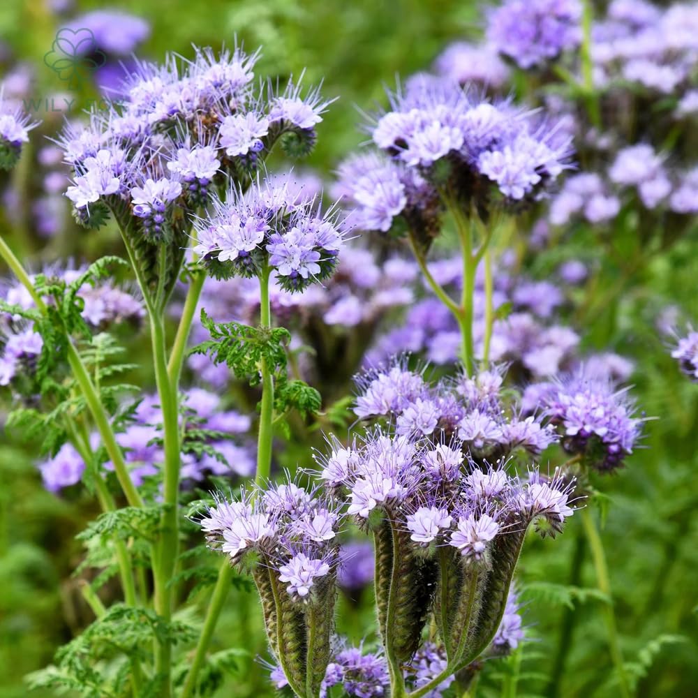 Wily Fox purple wildflower pack adds color and habitat for pollinators.