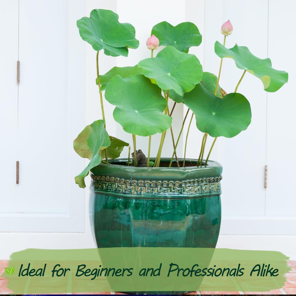 Wily Fox blooming lotus ready to brighten a pond or container