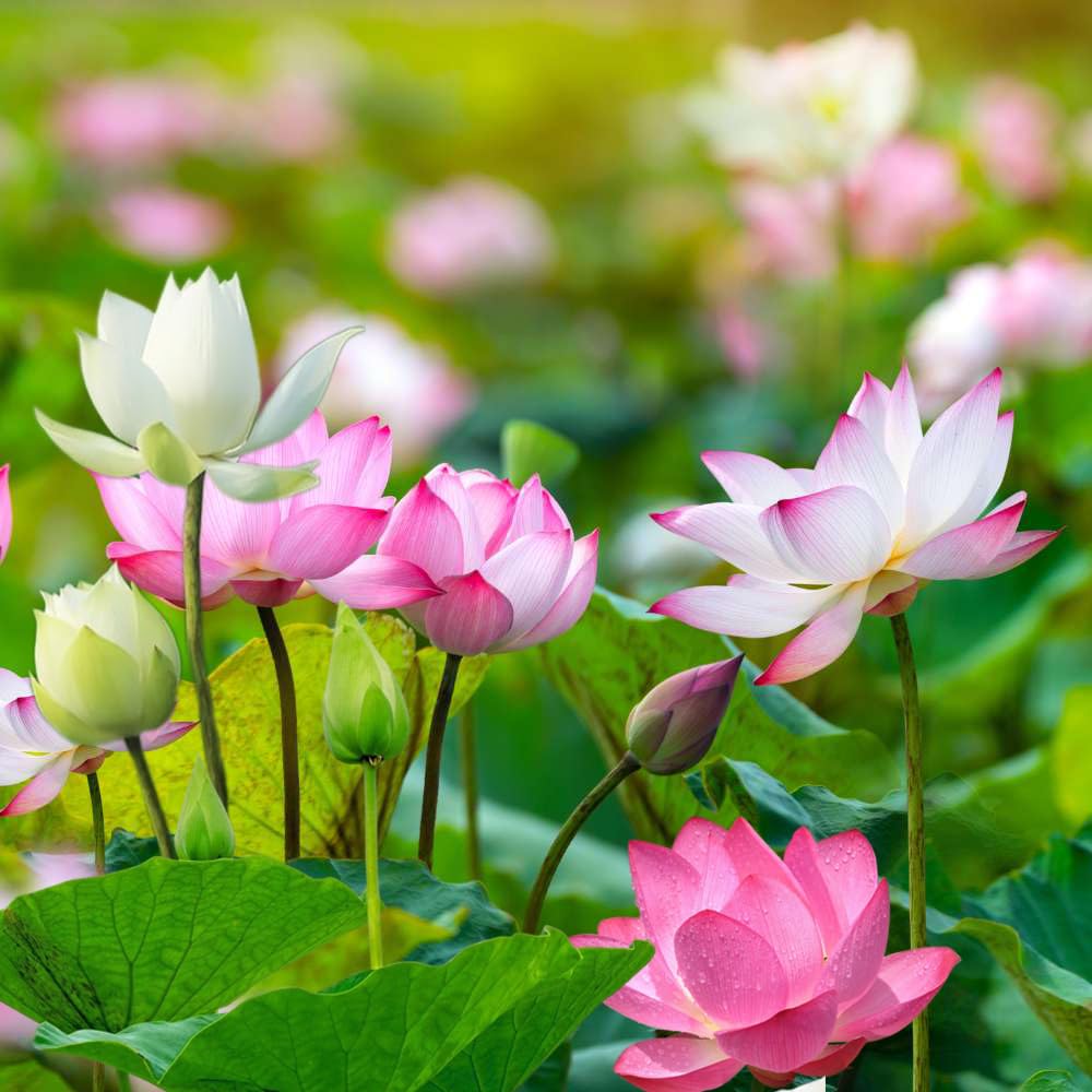 Wily Fox 15-seed lotus pack suitable as a plant lover gift