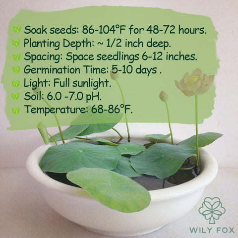 Wily Fox lotus seeds in pond or container ready to grow