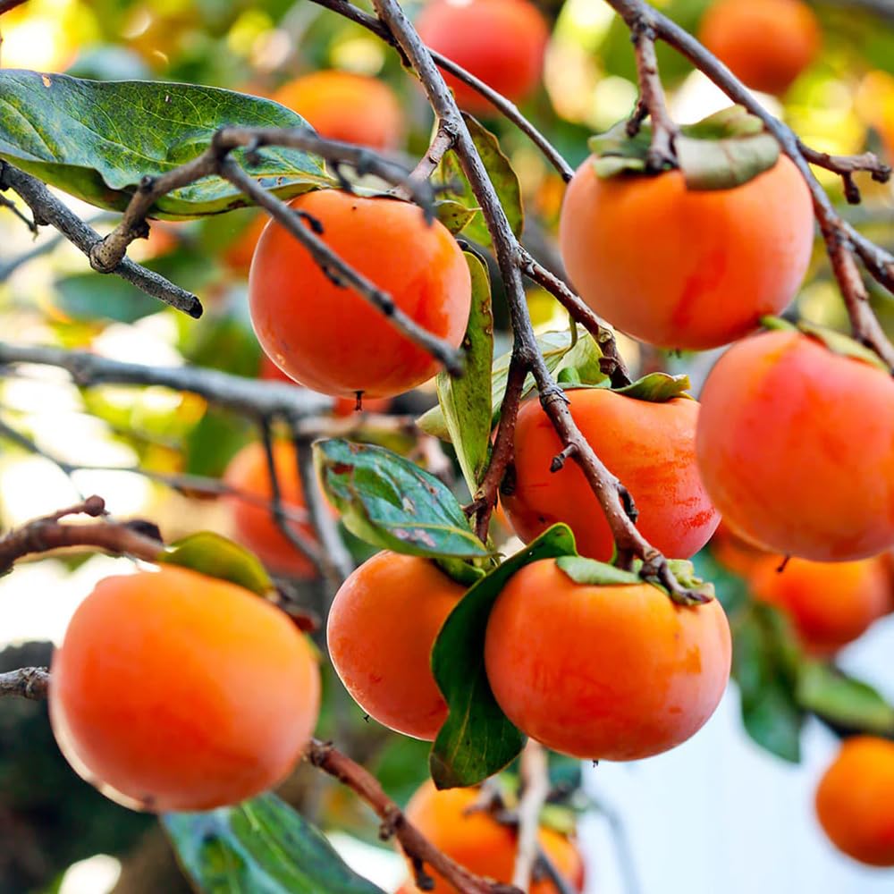 Wily Fox seed packaging of persimmon seeds—heritage-focused quality.
