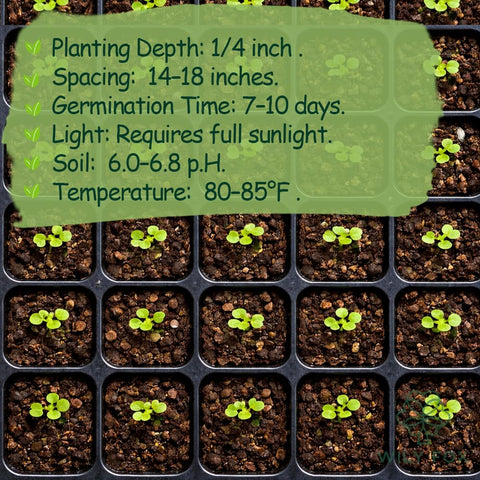 Wily Fox seeds-only pack clearly labeled for storage and gifting