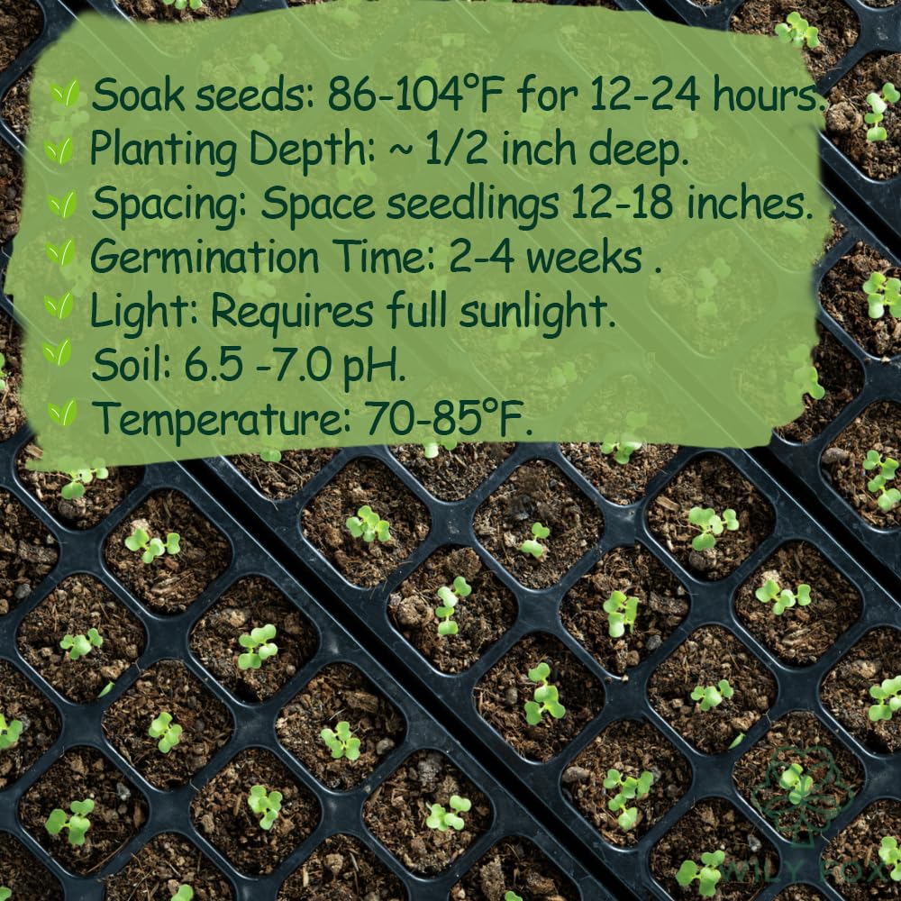 Wily Fox easy-to-grow seeds for beginners and busy gardeners.